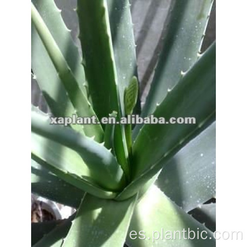 Fuente de fábrica Pure Planta Natural Extractos Extracto de Aloe